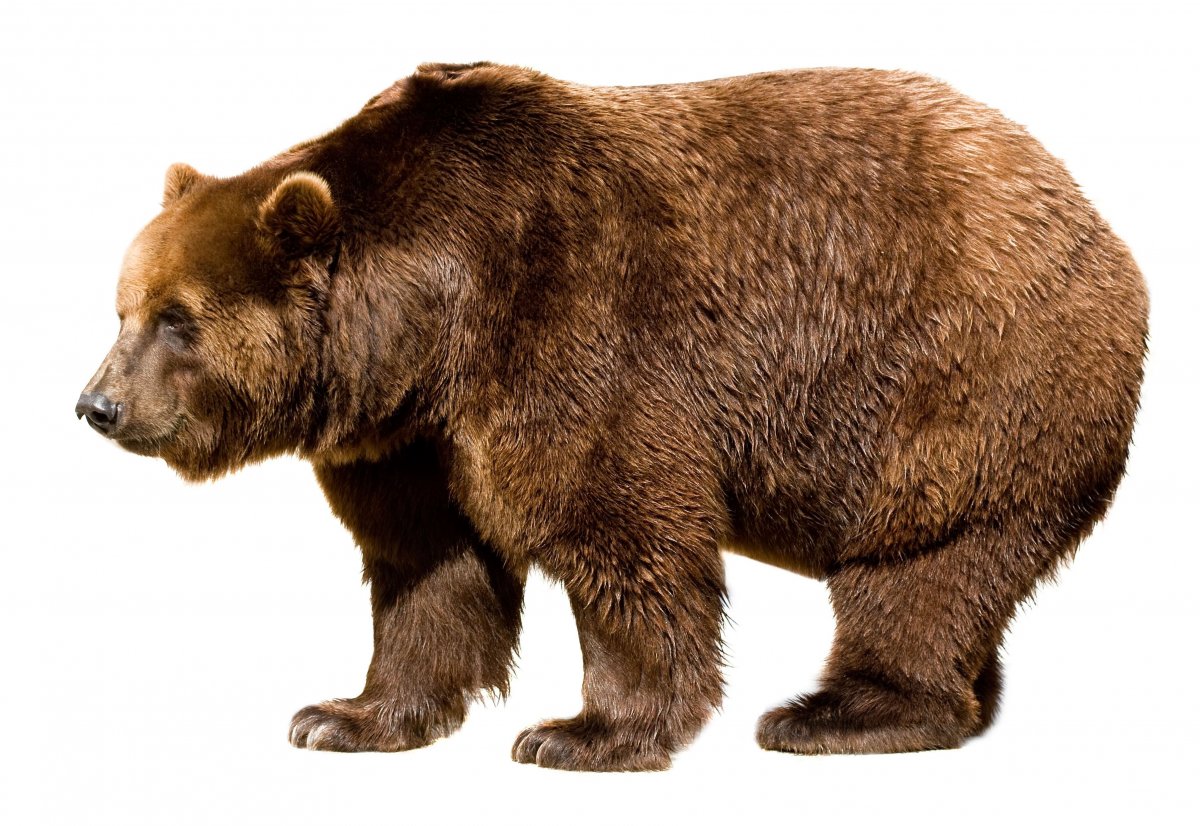 Медведь на прозрачном фоне для фотошопа
