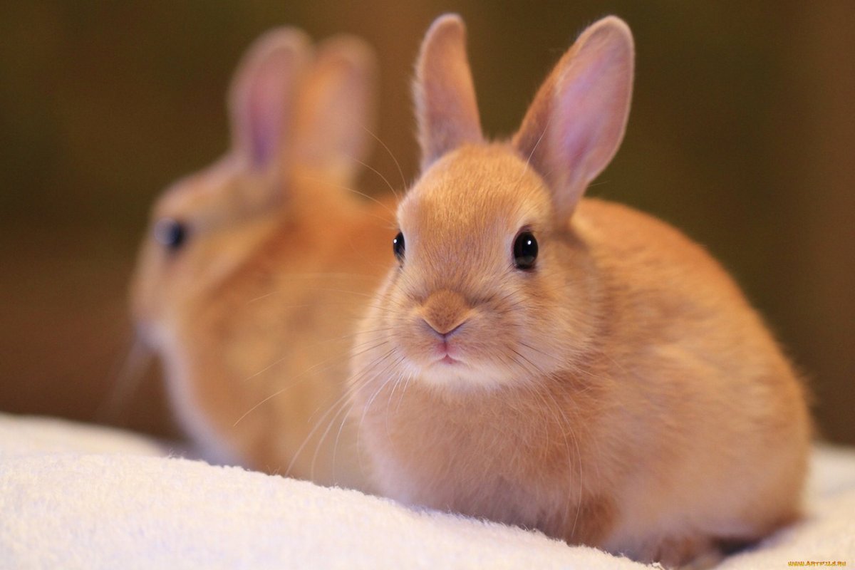 Лысый кролик, спасенный от эвтаназии, стал звездой соцсетей (18 фото) » Невседома