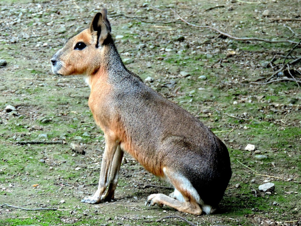 Мара Патагонский заяц