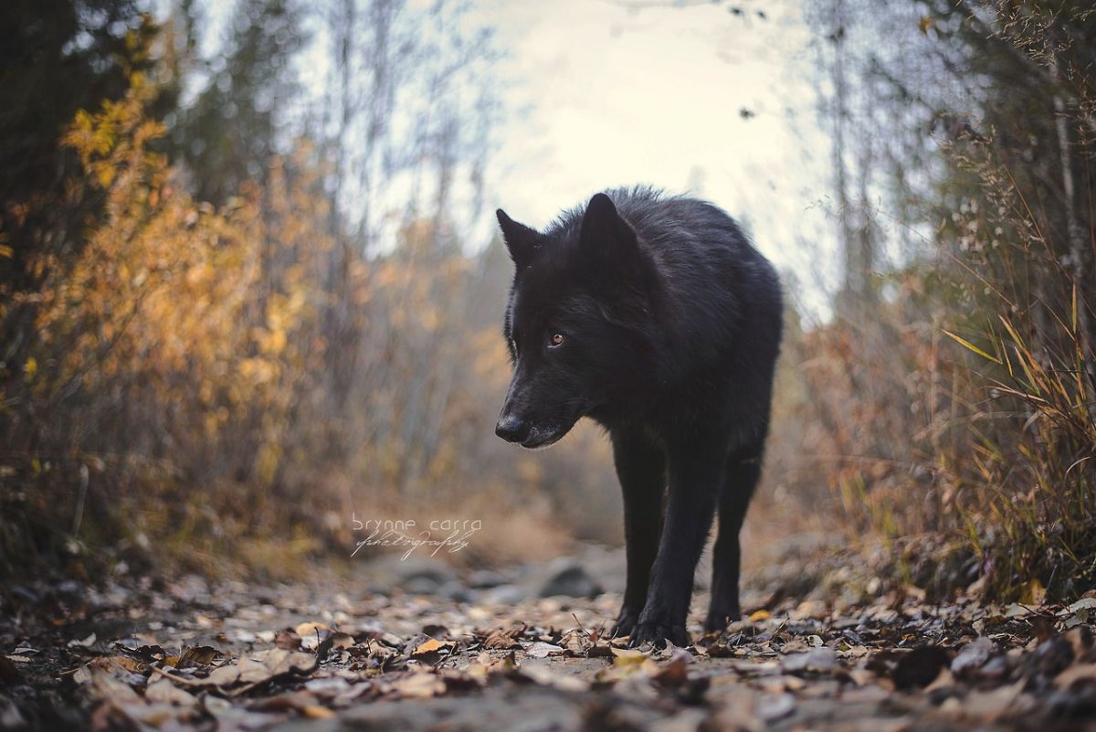 Черные Волки