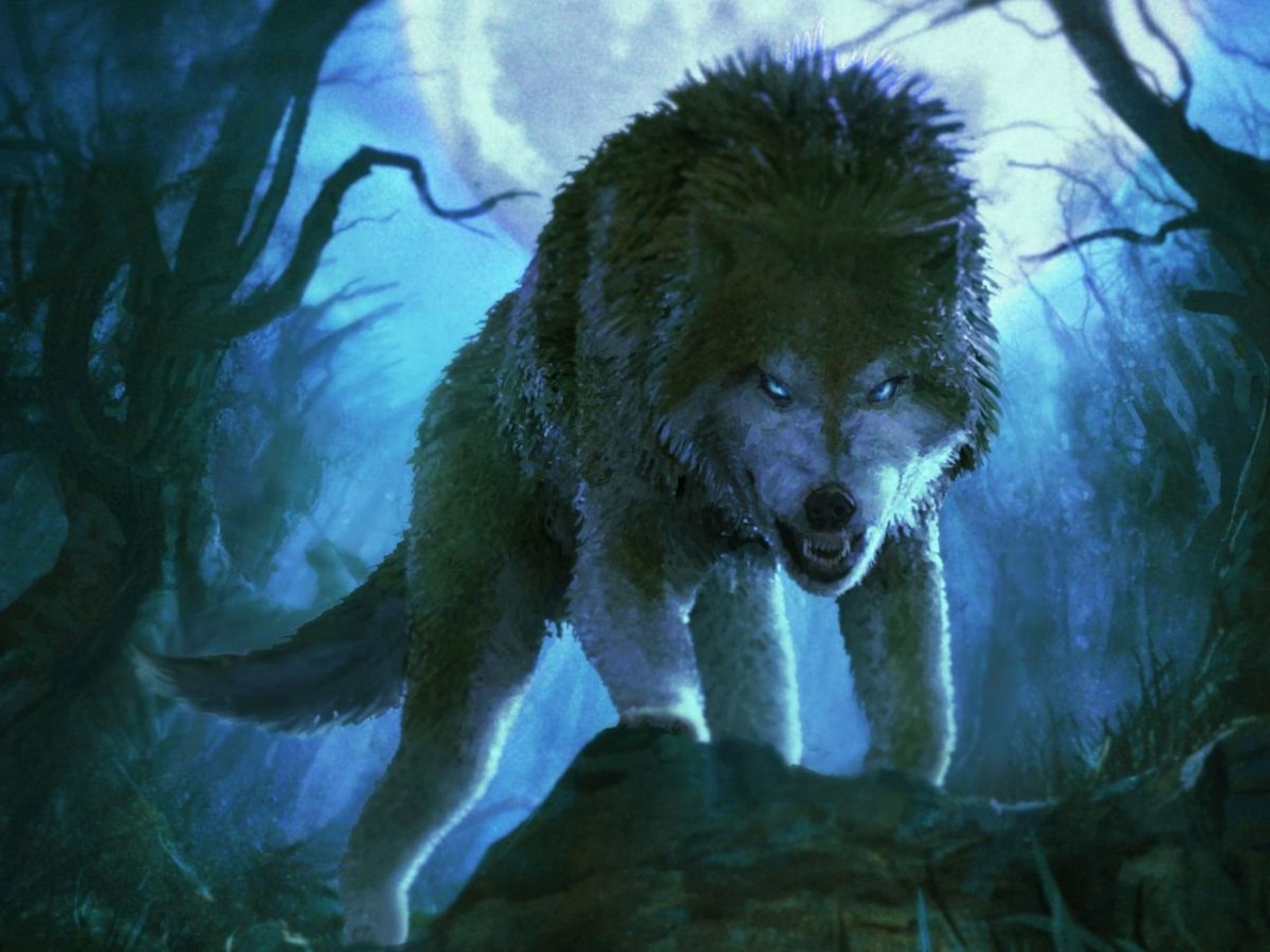 Рыжий волк Викинг