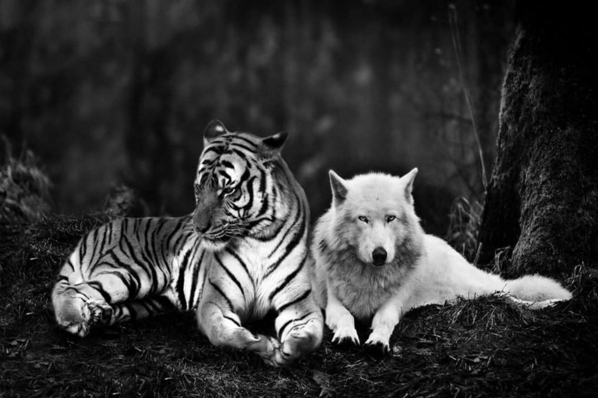 Волк и тигр