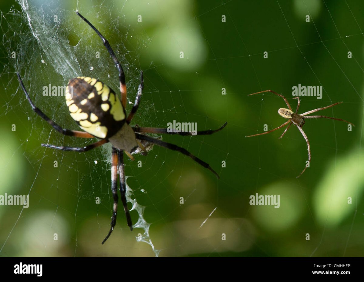 Желтый паук в Волгоградской области