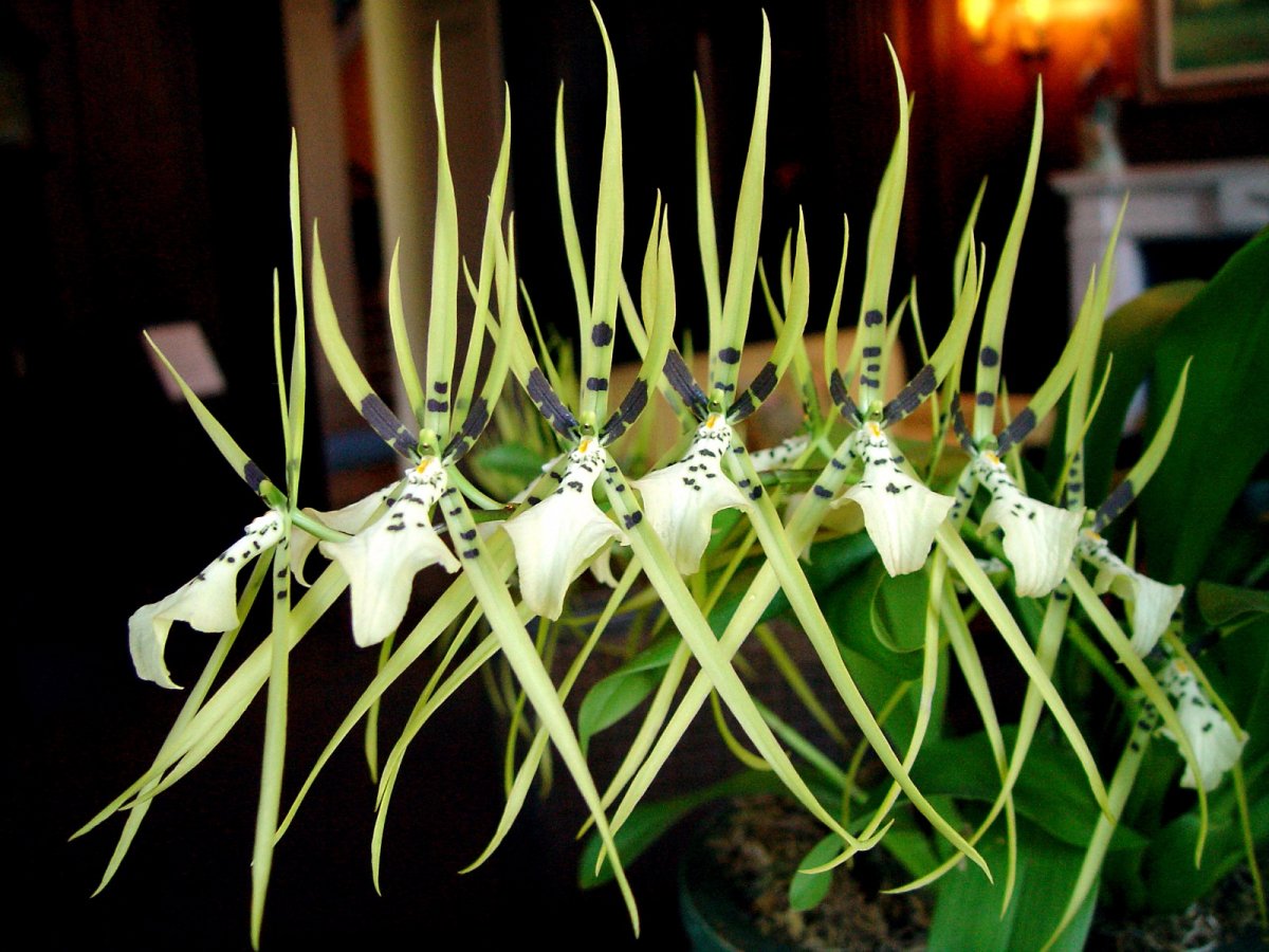 Орхидея паук