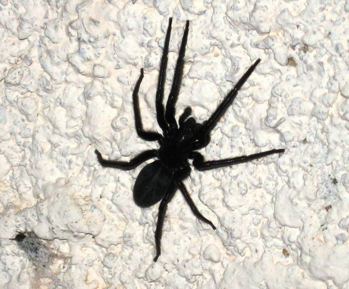 Ядовитые пауки ростовской области фото и название