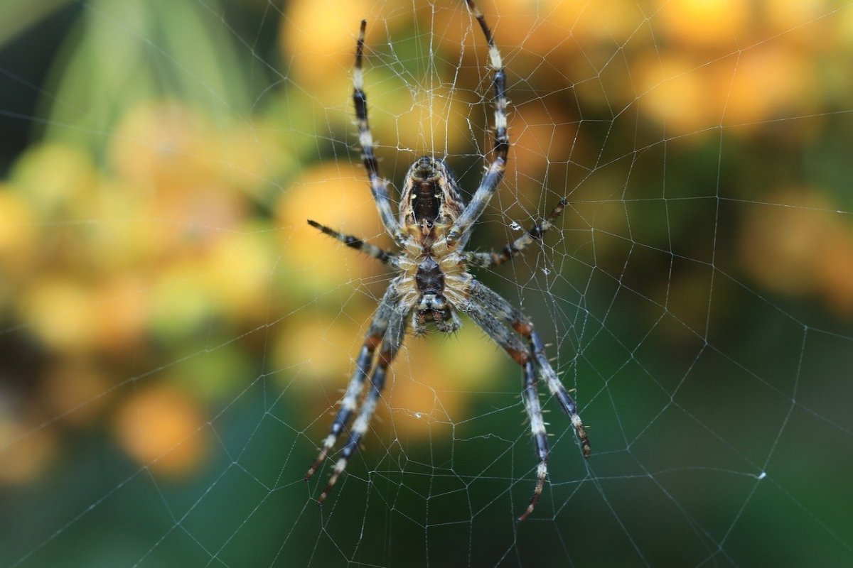 Виды пауков в беларуси