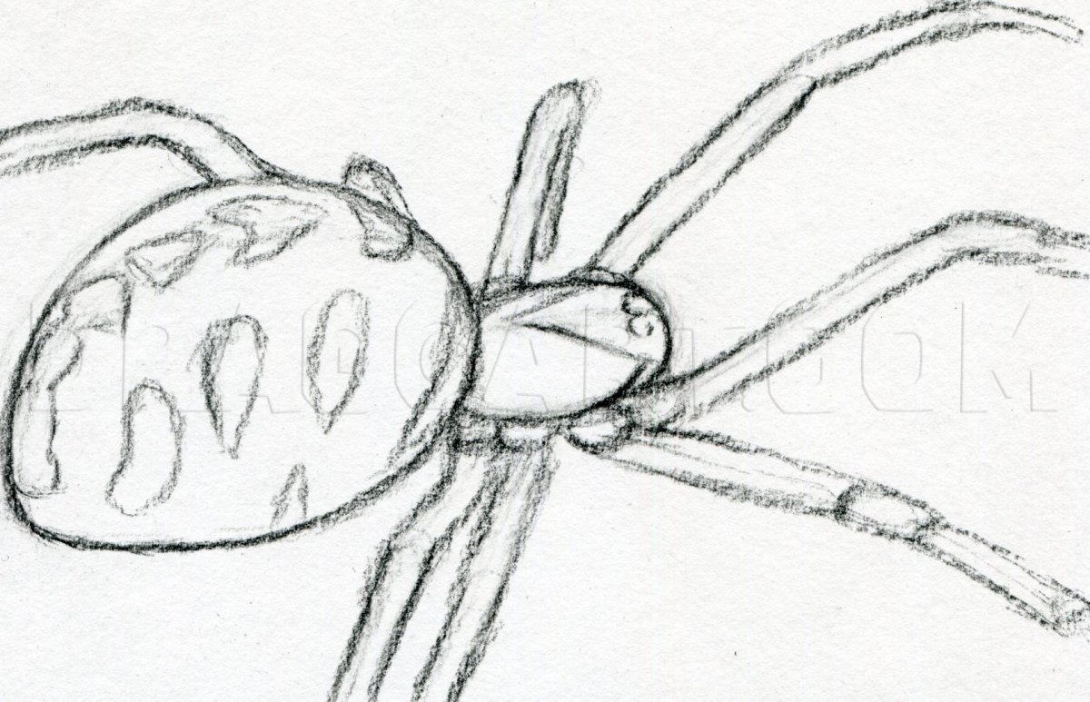 Рисование паука простым карандашом в подготовительной группе