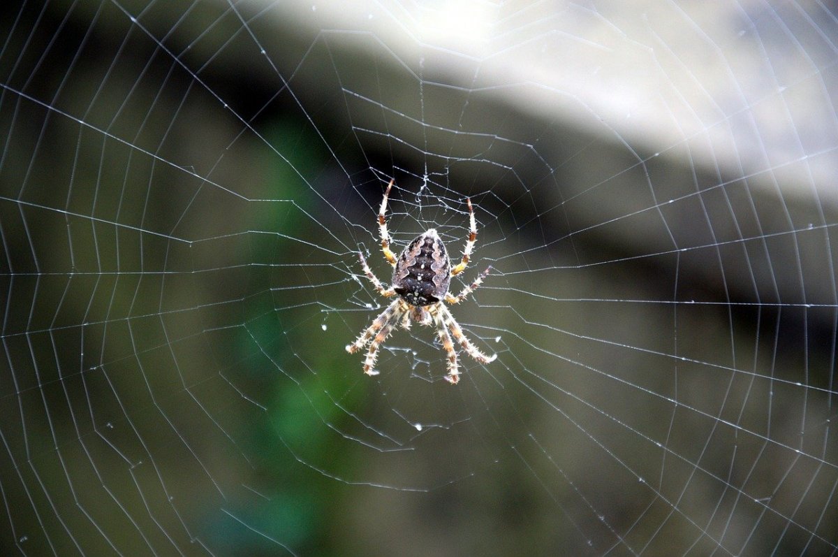 Мизгирь паук домашний