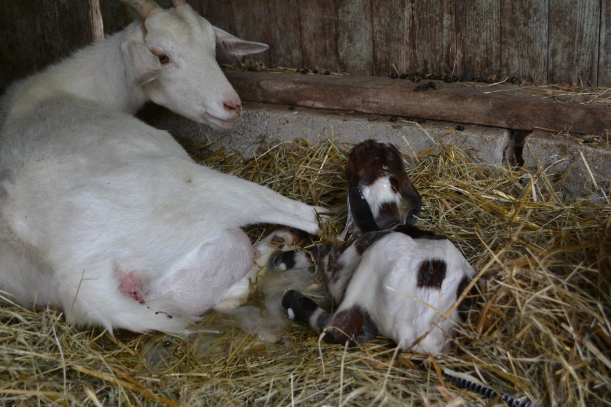 Кормление новорожденных козлят. Зааненские новорождённые козлята. Зааненские козлята Новорожденные. Новорожденный козлик. Коза с козлятами.