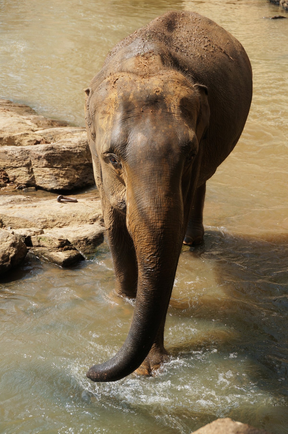 Слоны и кони