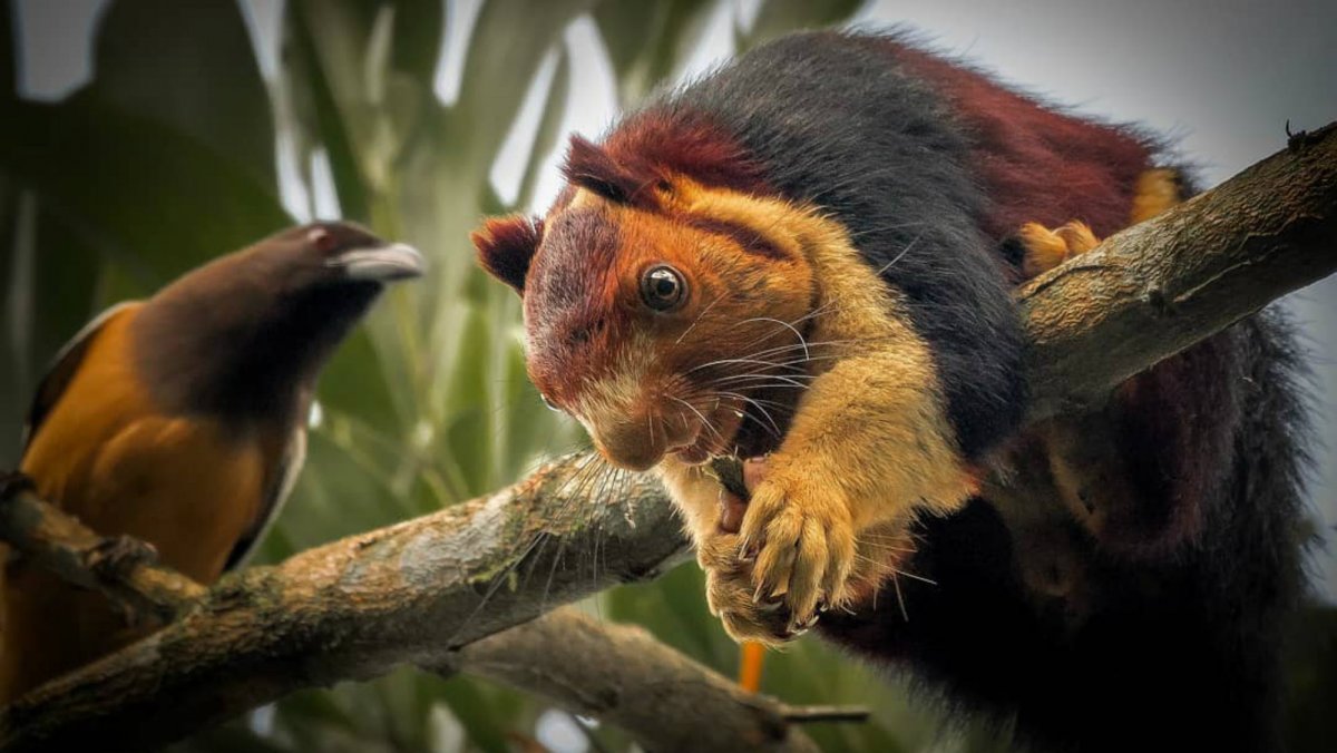 Индийская белка Ратуфа