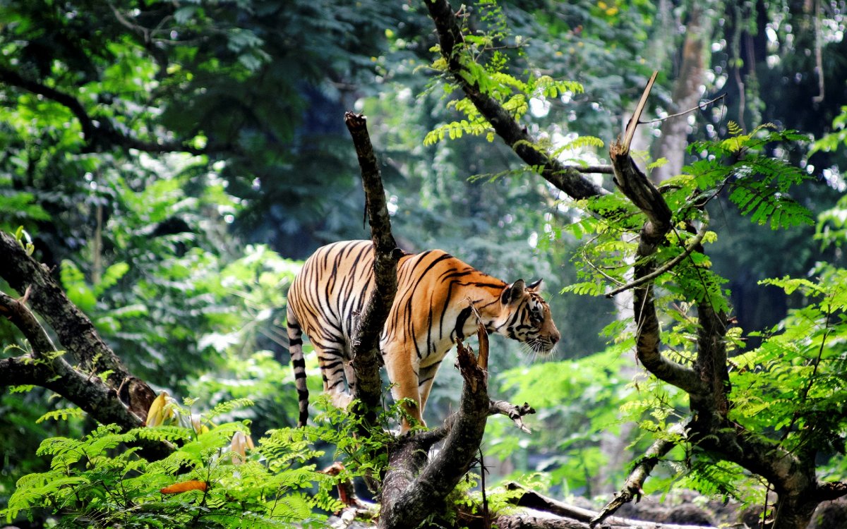 Животные джунглей Индии