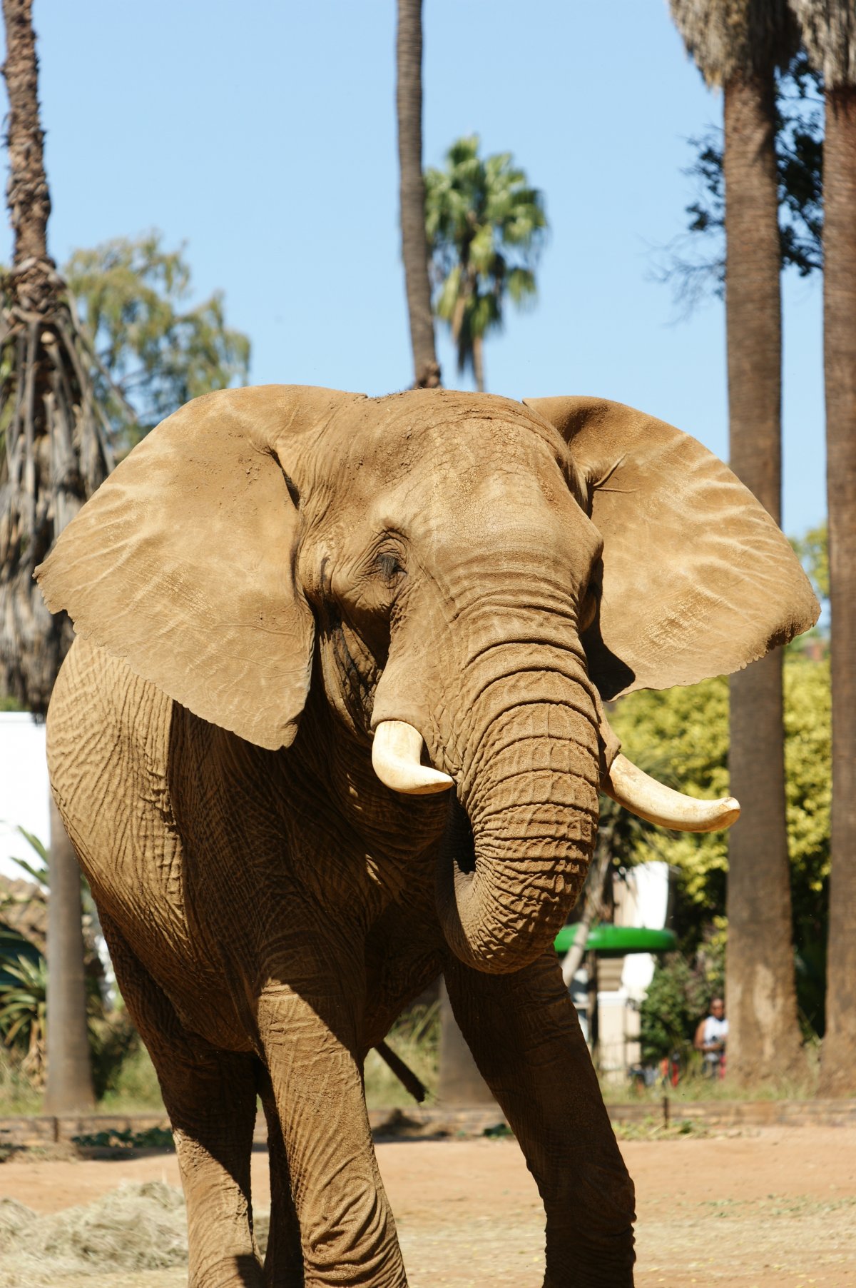 Индийский слон