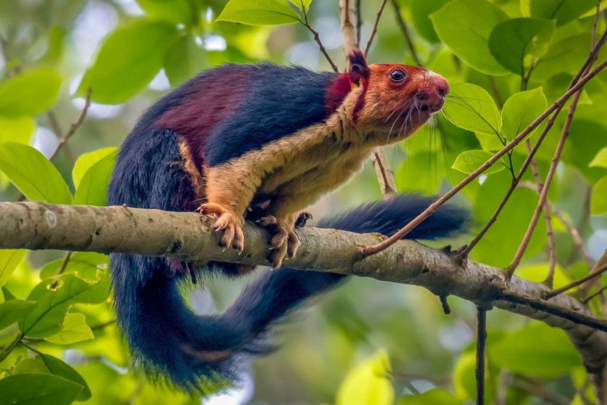 Хоботные индийский слон