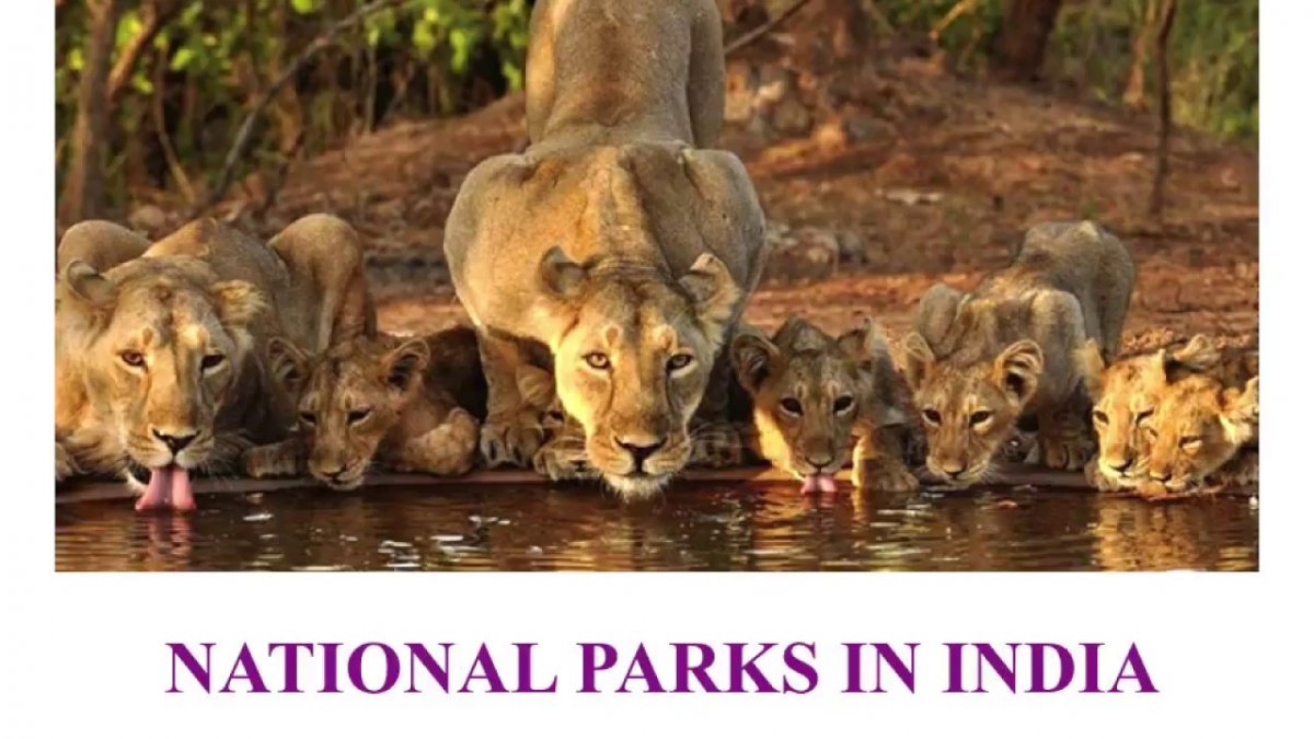 Тропические леса Индии слоны