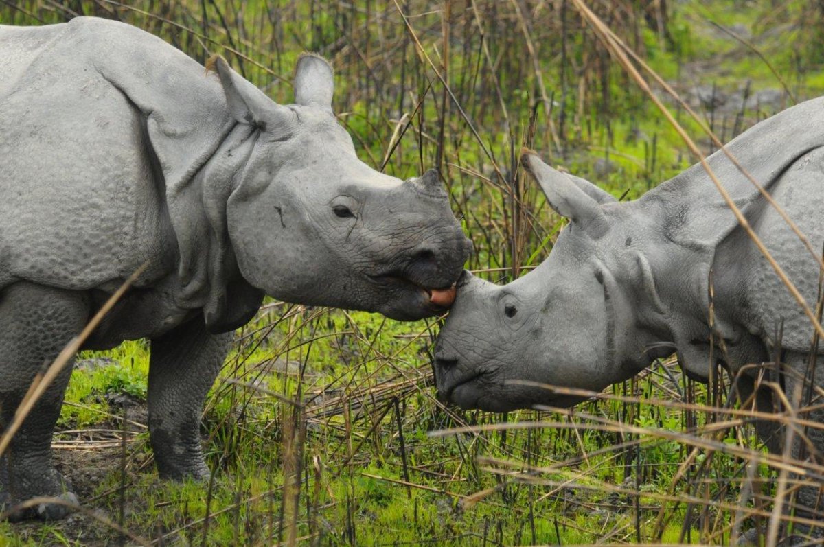 Национальный парк Канха