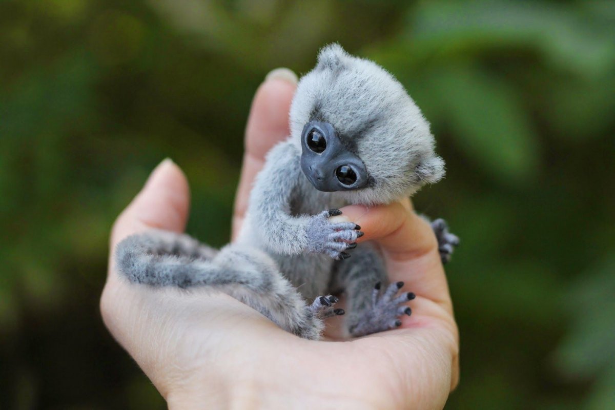 Самое маленькое животное в мире