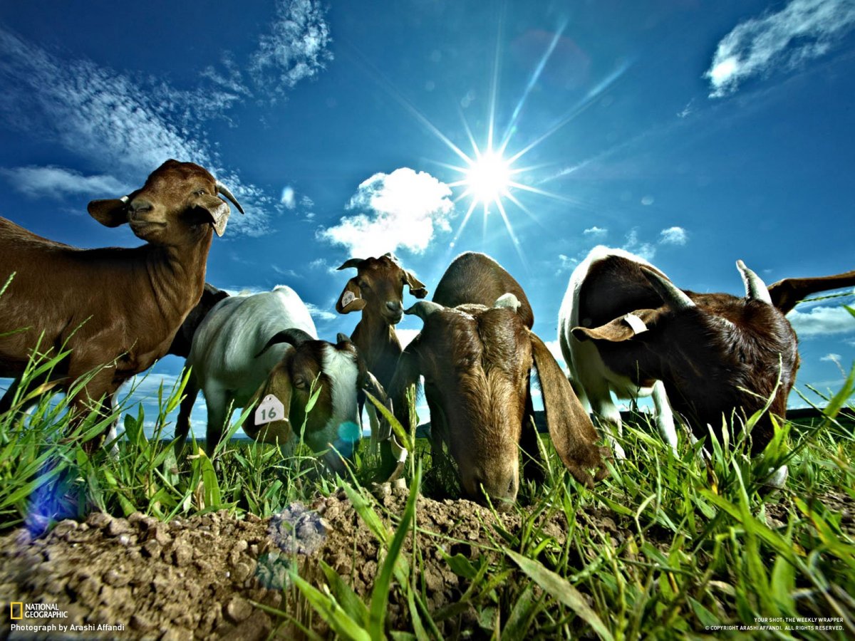 Животноводство мира