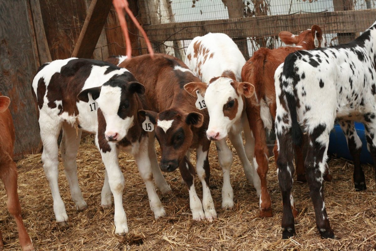 Ферма животных