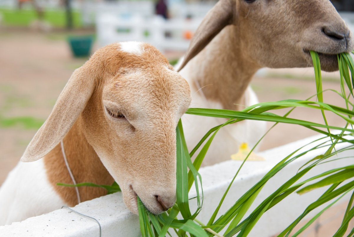 Животные на ферме в реальности