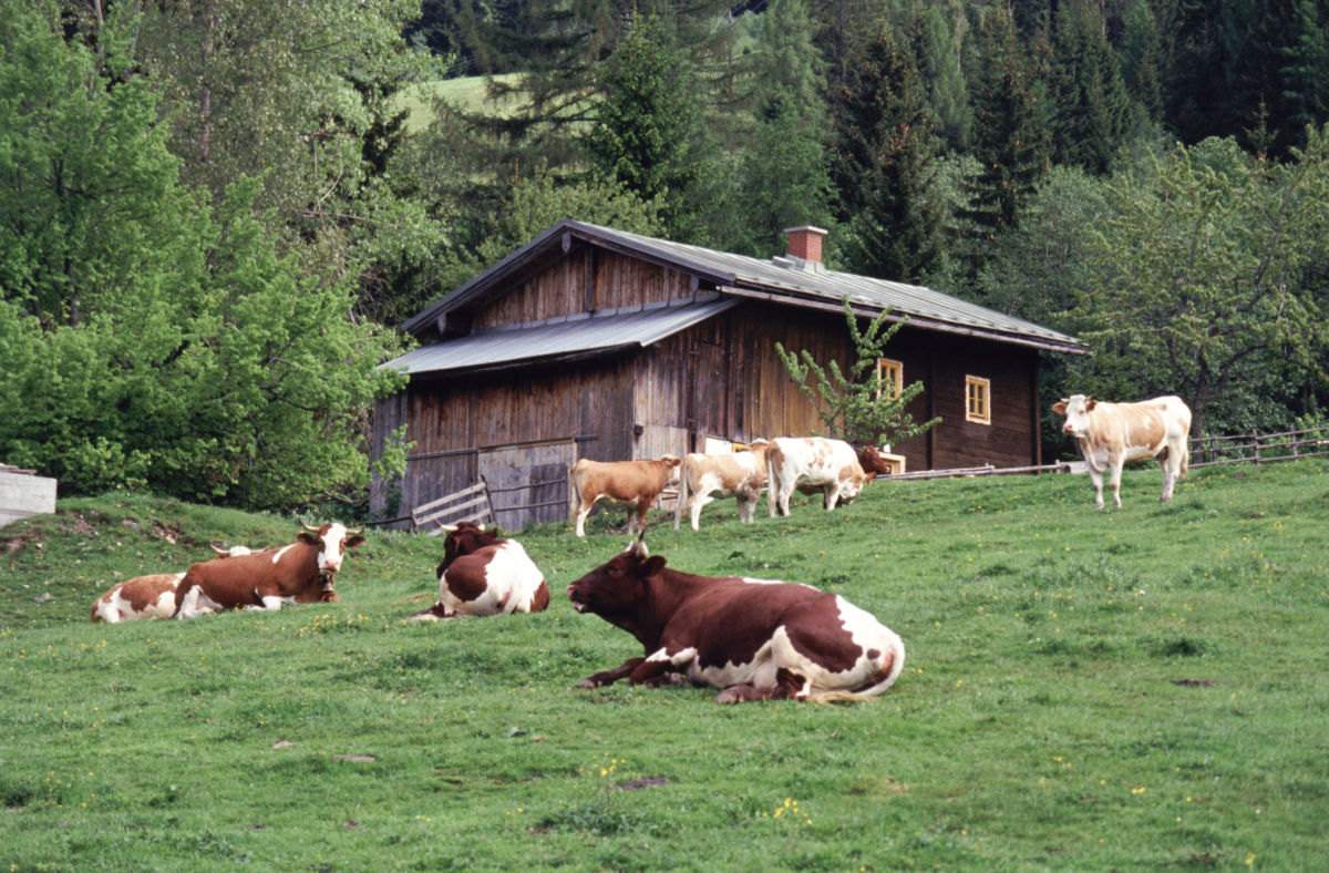 Коровы в деревне фермерские хозяйства