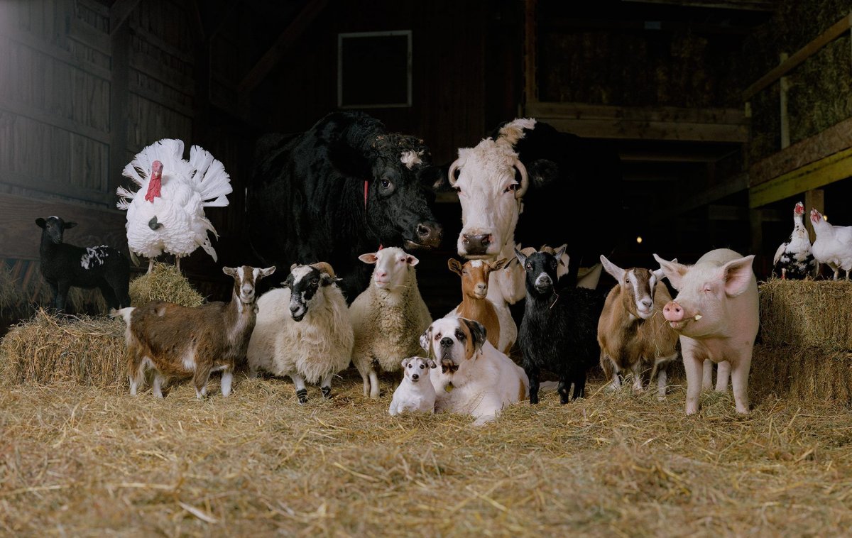 Сельскохозяйственные животные