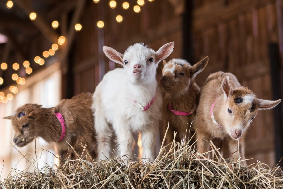 Животные на ферме