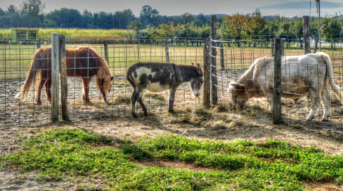 ЭКОФЕРМА коровы