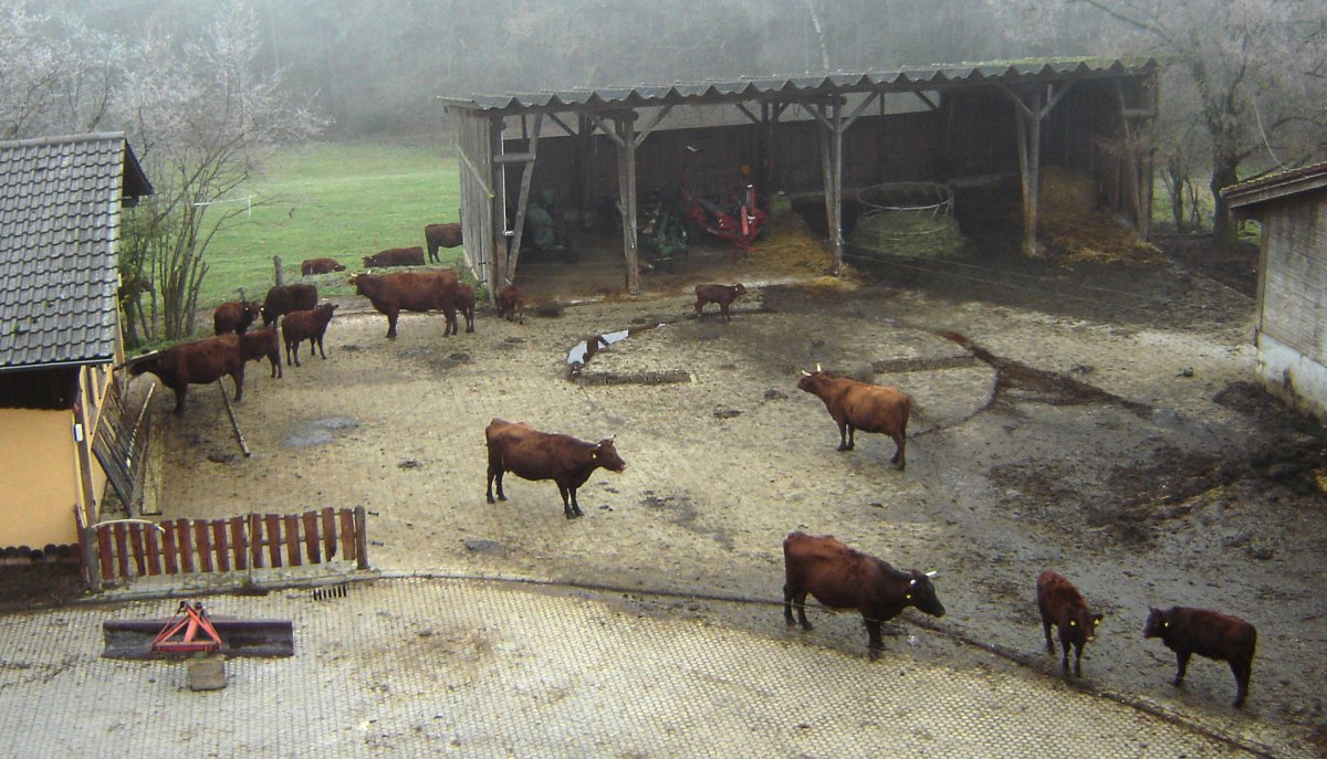 Двор для скота