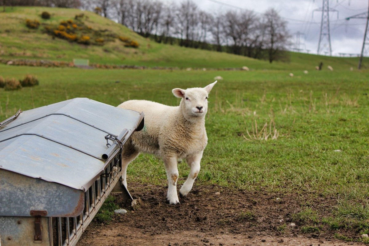 Самые необычные животные на ферме