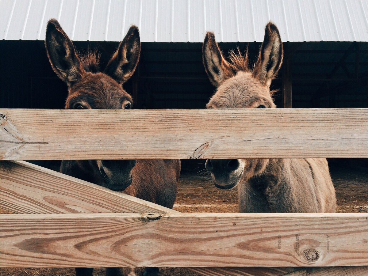 Буриданова ослица