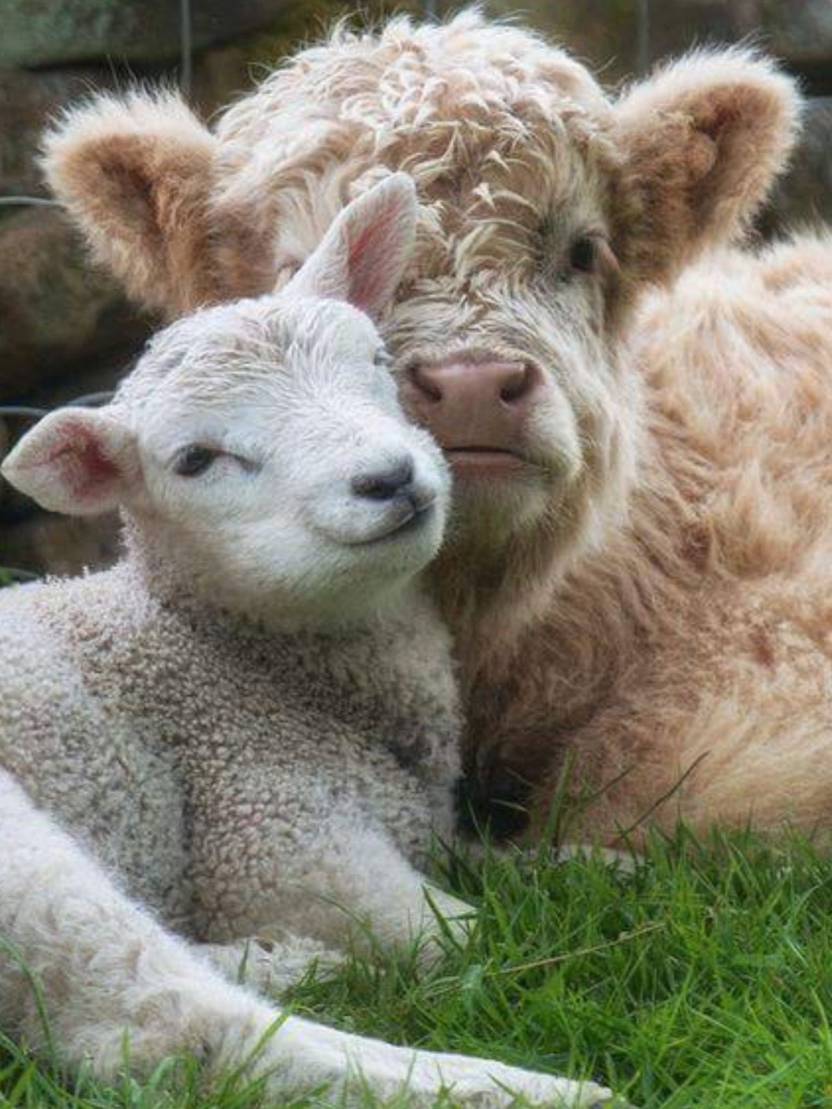 Теленок и ягненок