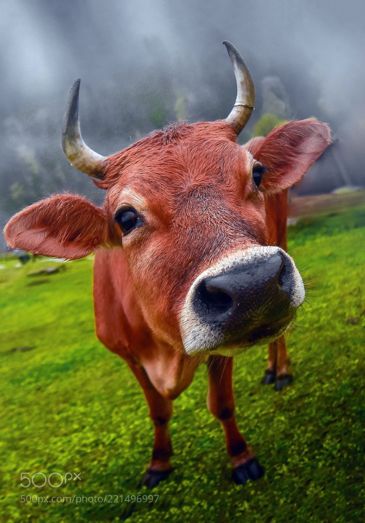 Улыбка коровы