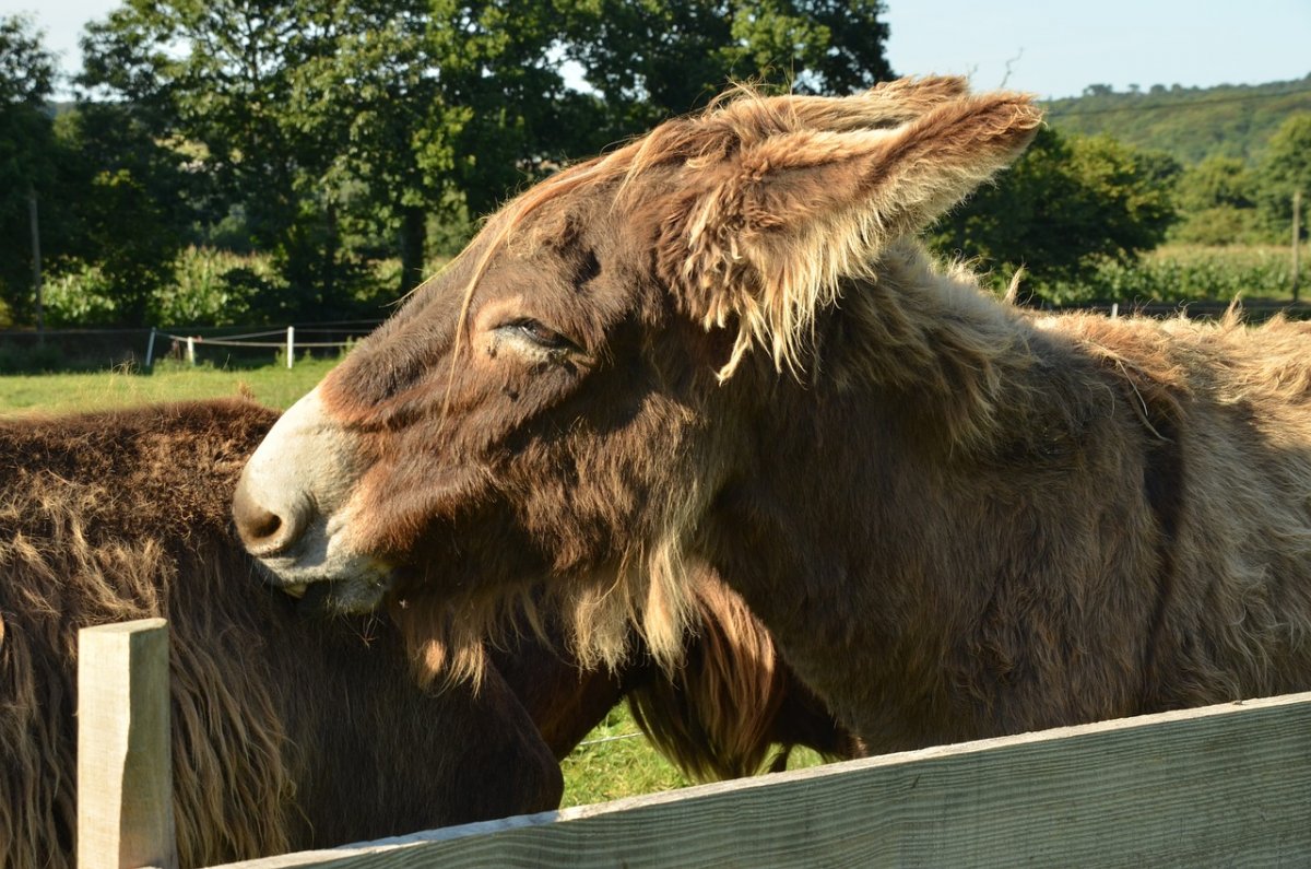 Фото животных на ферме