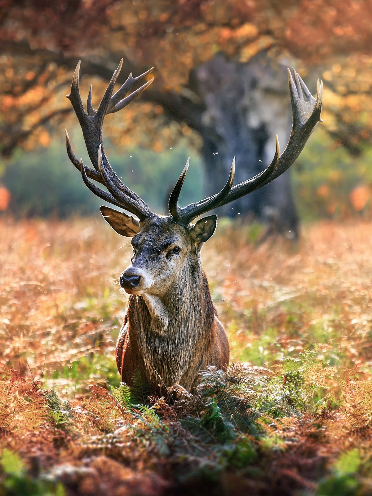 Красивый олень