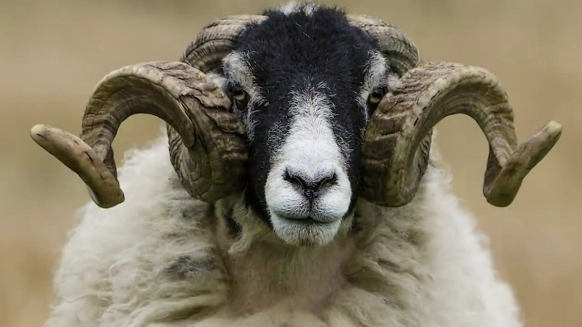 Рога барана