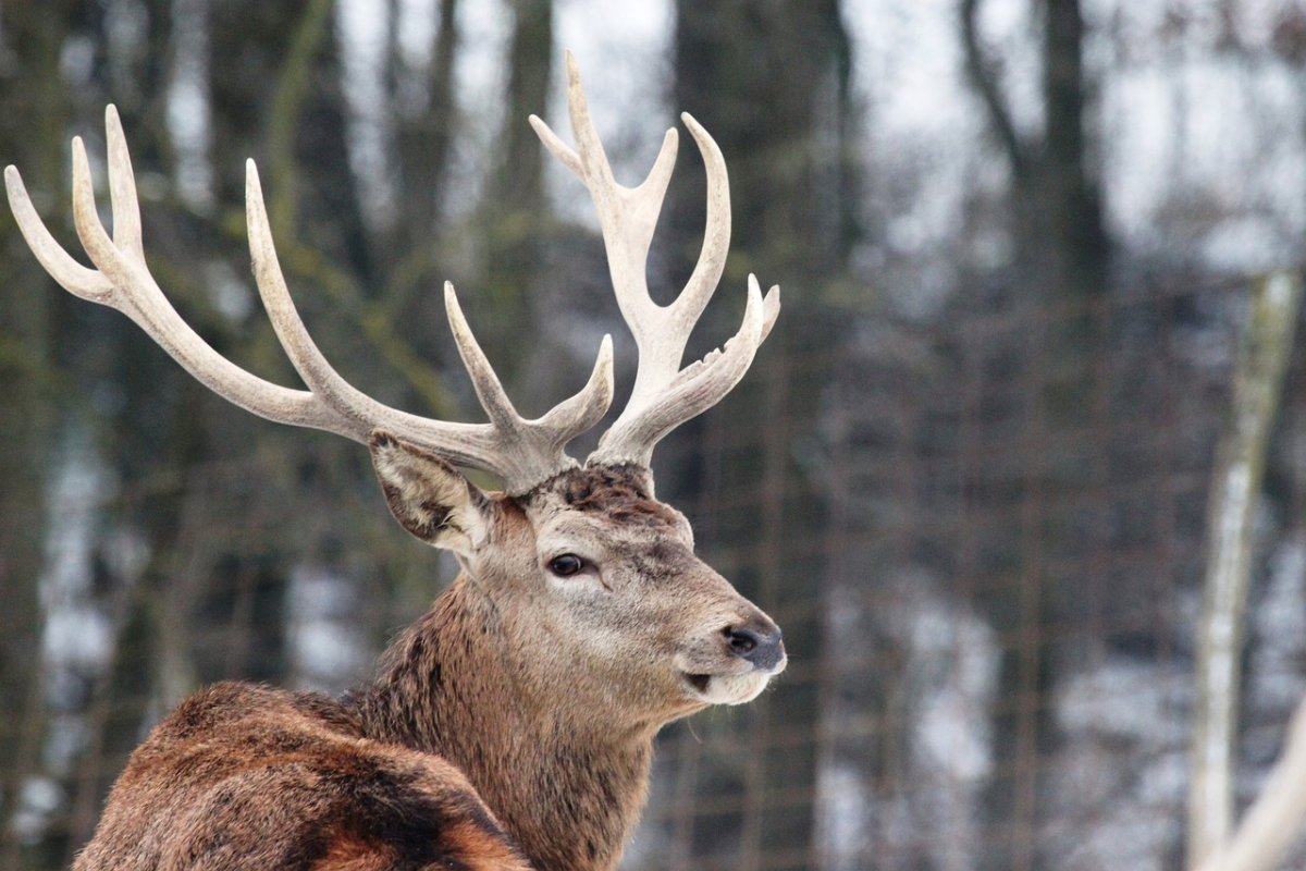 Олень живой