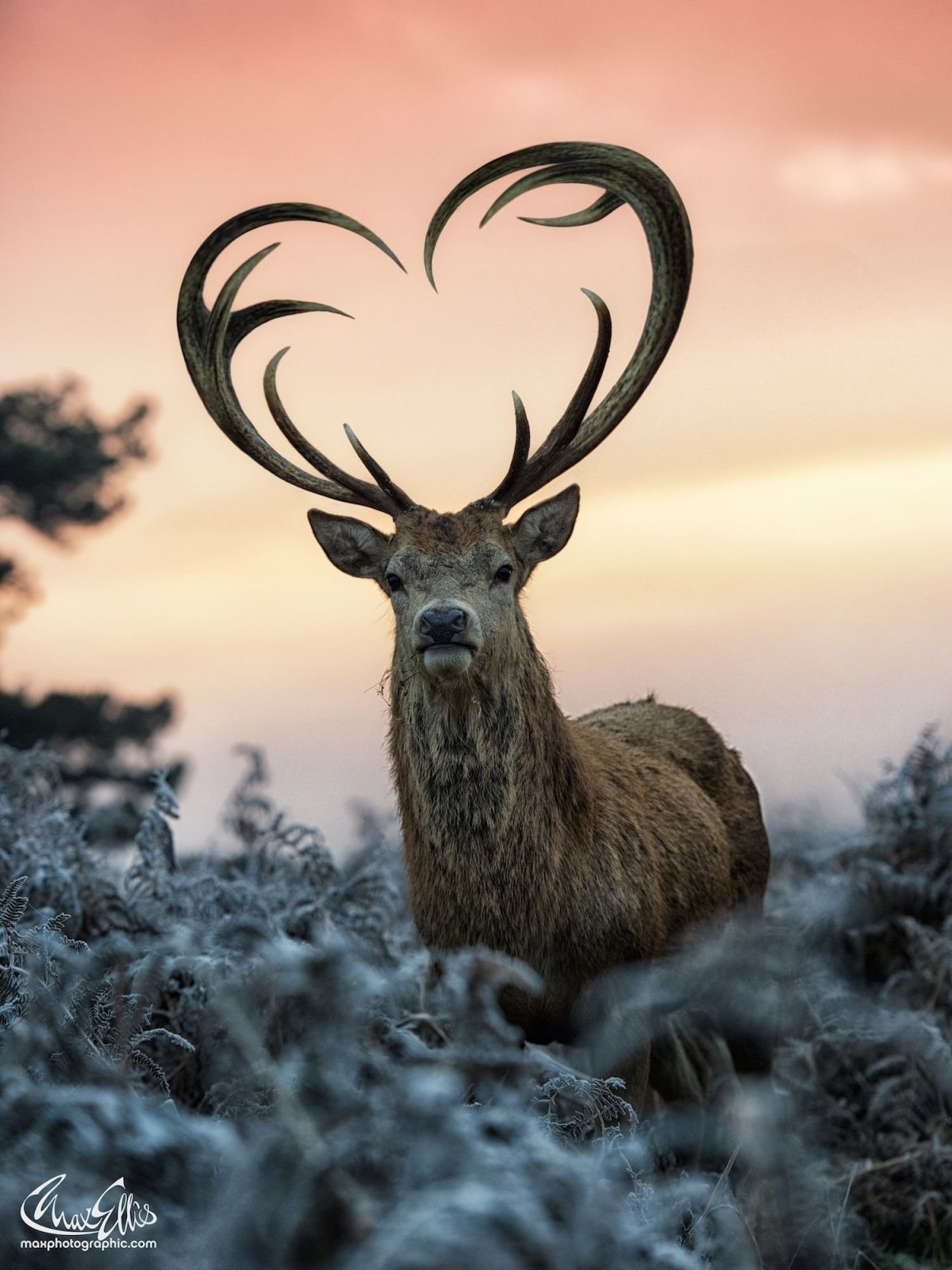 Олень с красивыми рогами