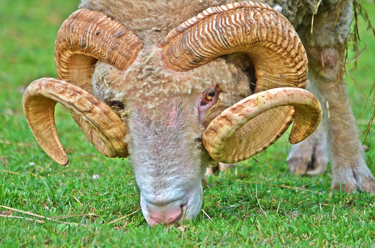 Баран с закрученными рогами