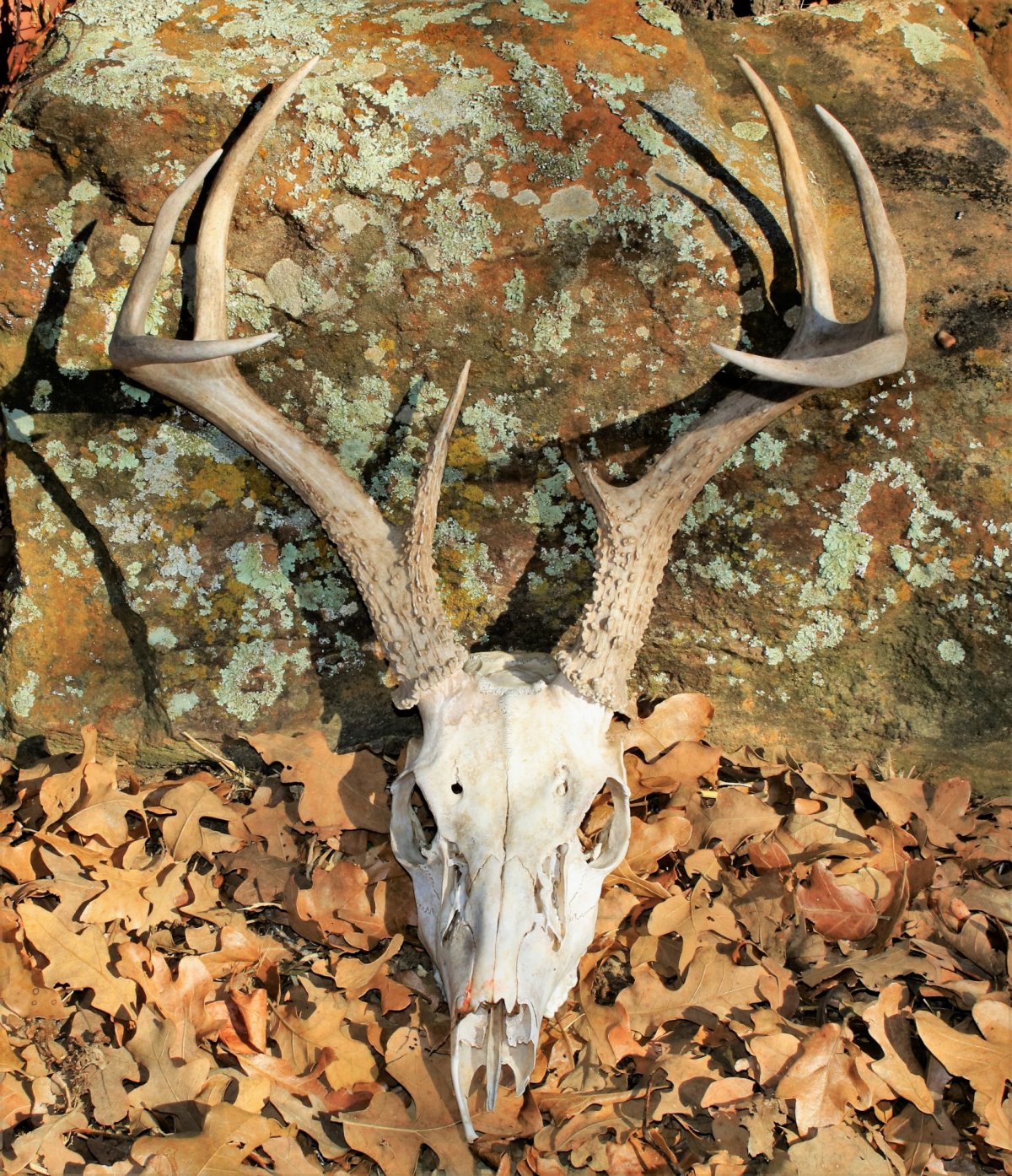 Череп оленя