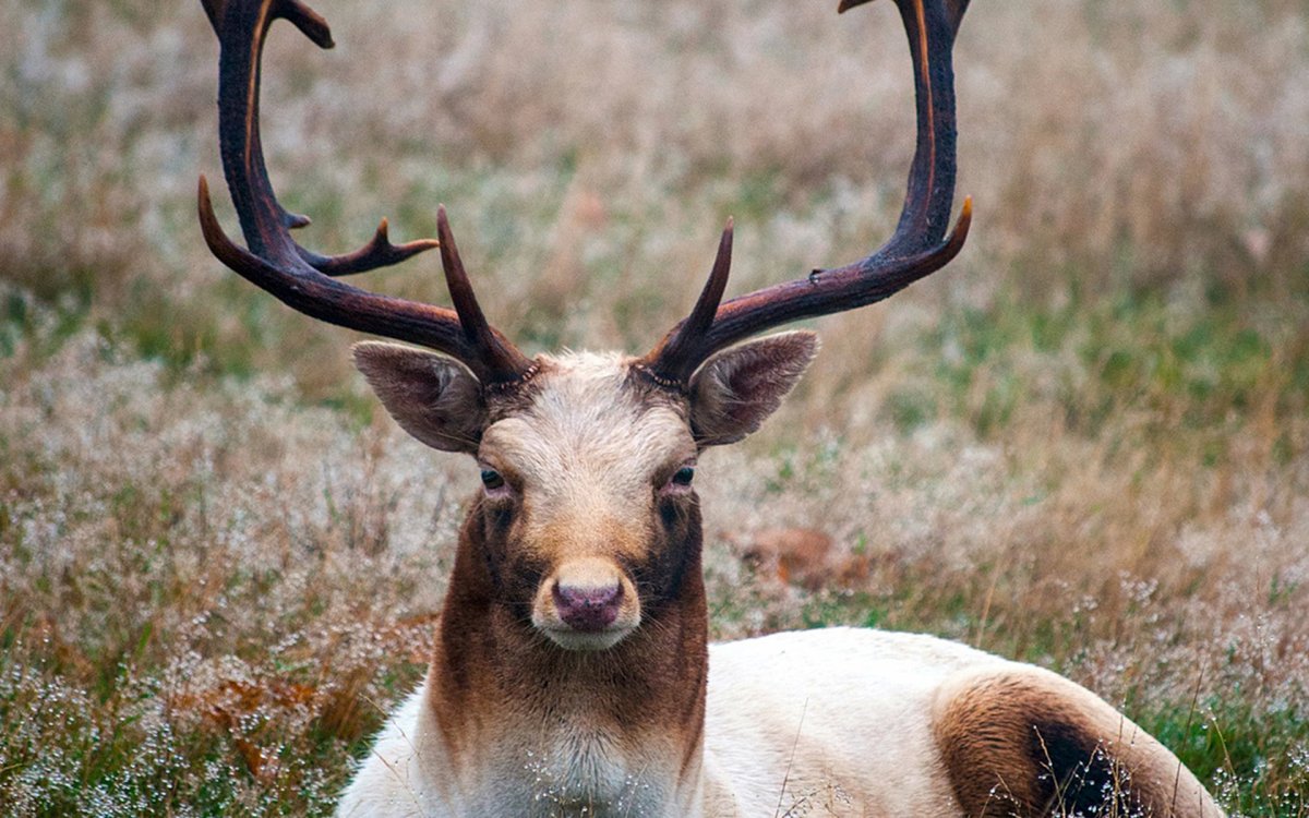Самые красивые рога оленя