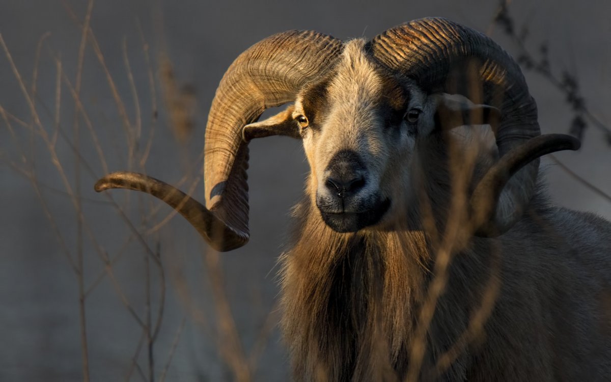 Муфлон Марко поло