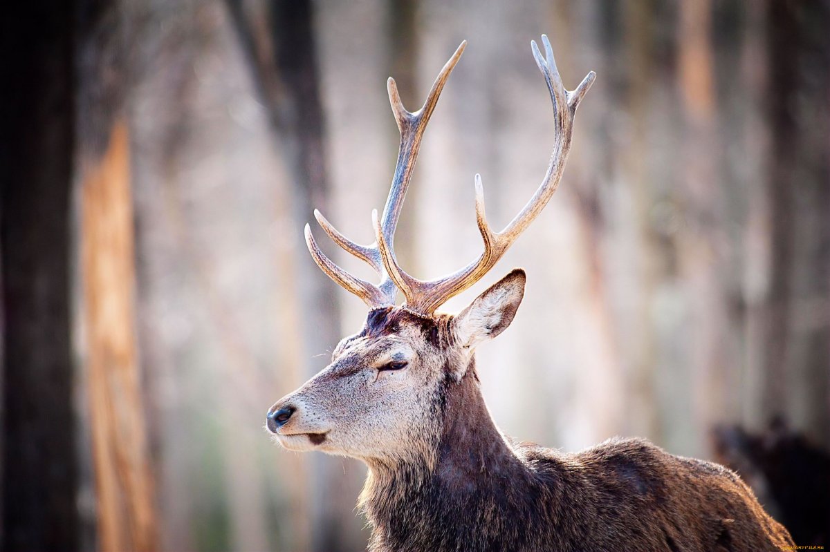 Дерево Оленьи рога