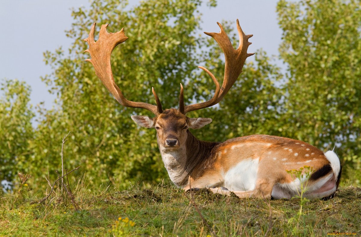 Рогатый пятнистый олень.