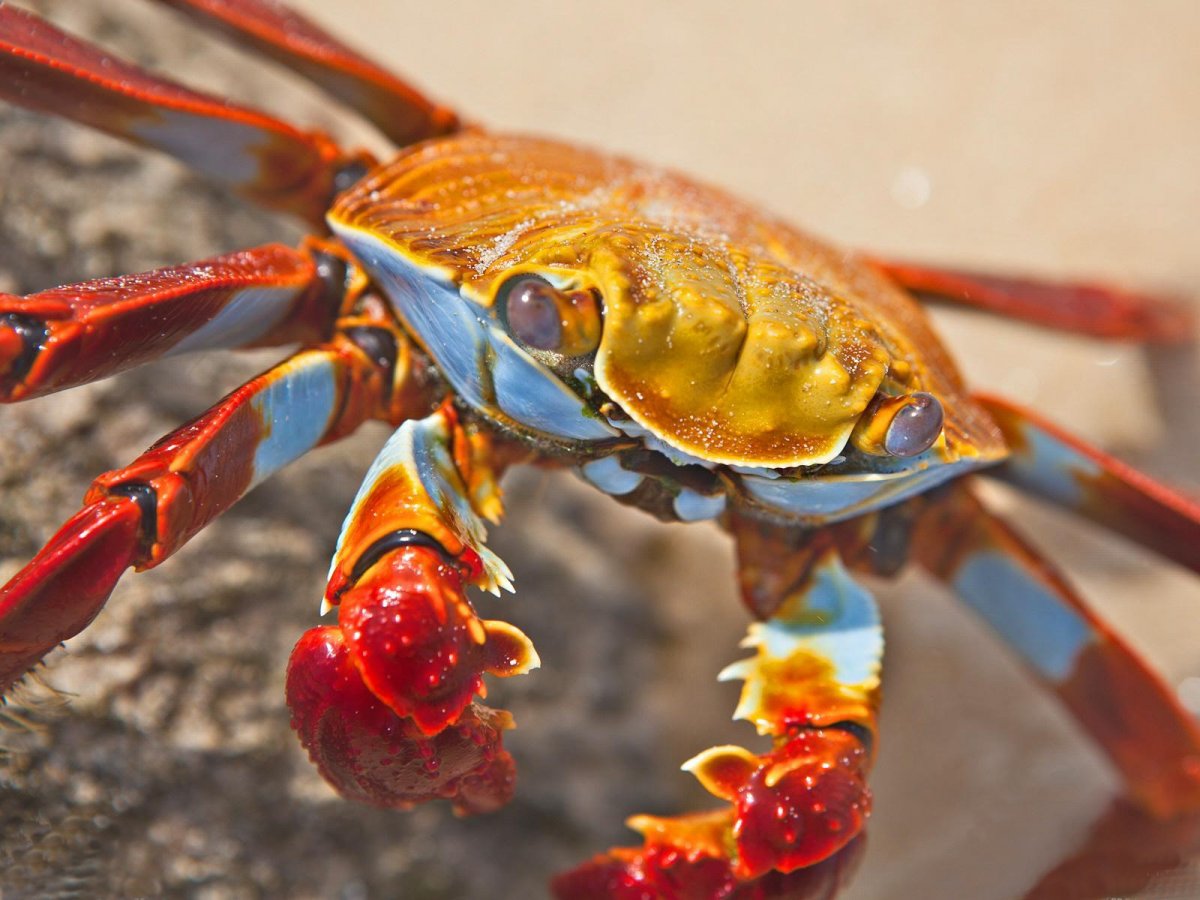 Мангровый краб