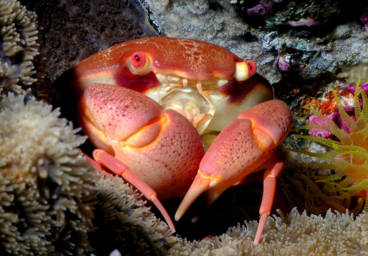 Рифовый краб