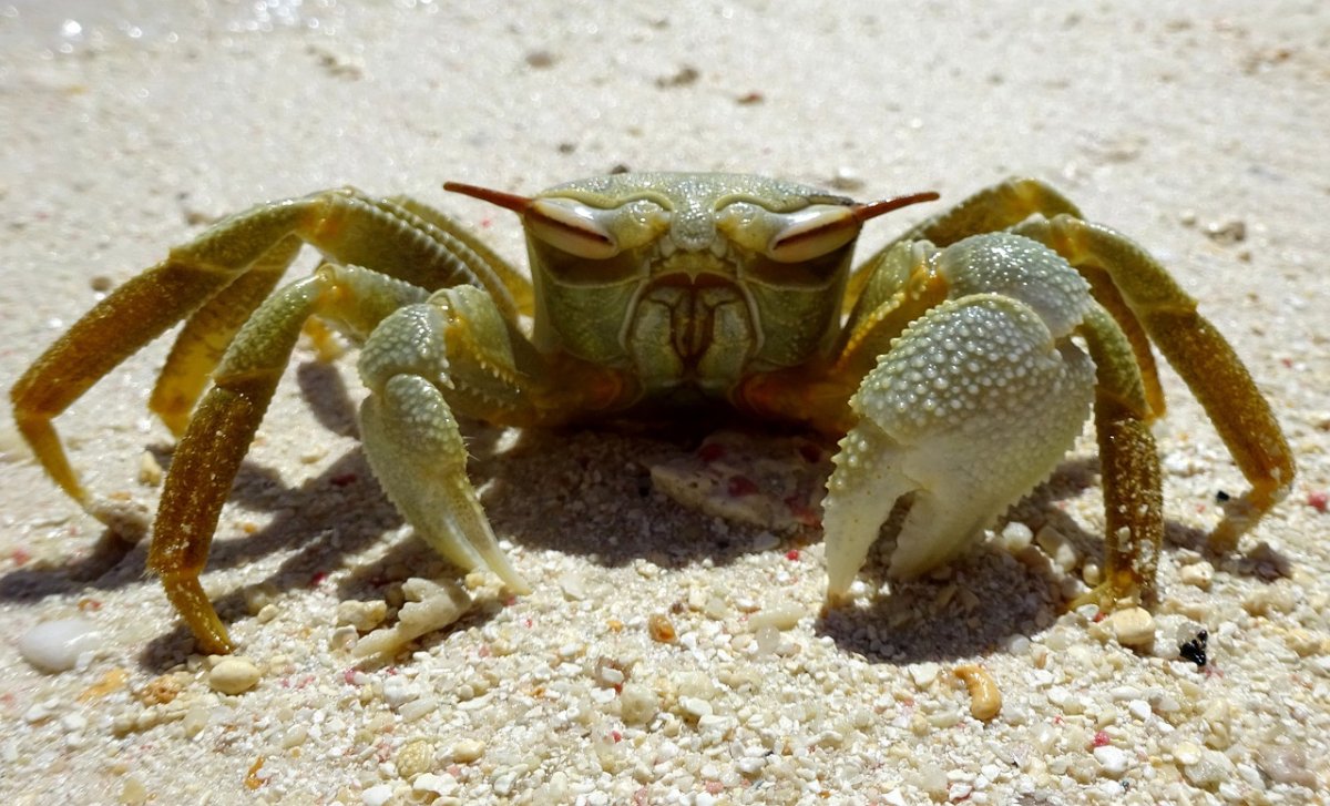 Стрелоголовый краб