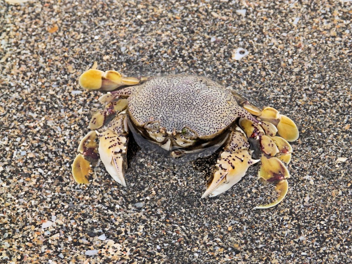 Краб невидимка