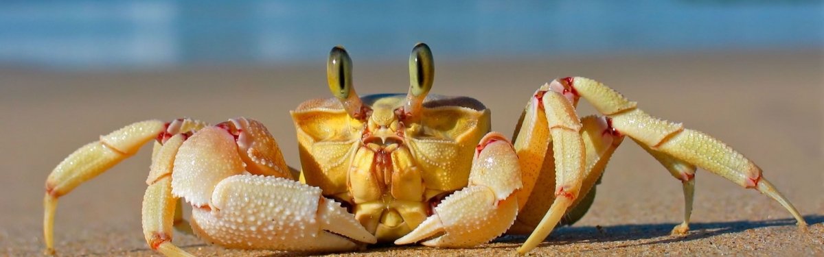 Желтый краб