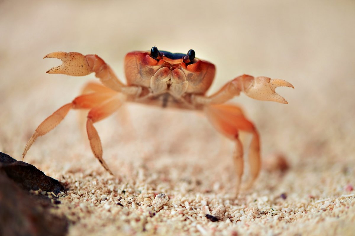 Крабы на Мадагаскаре